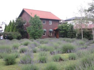 ぱさりらべんだーk